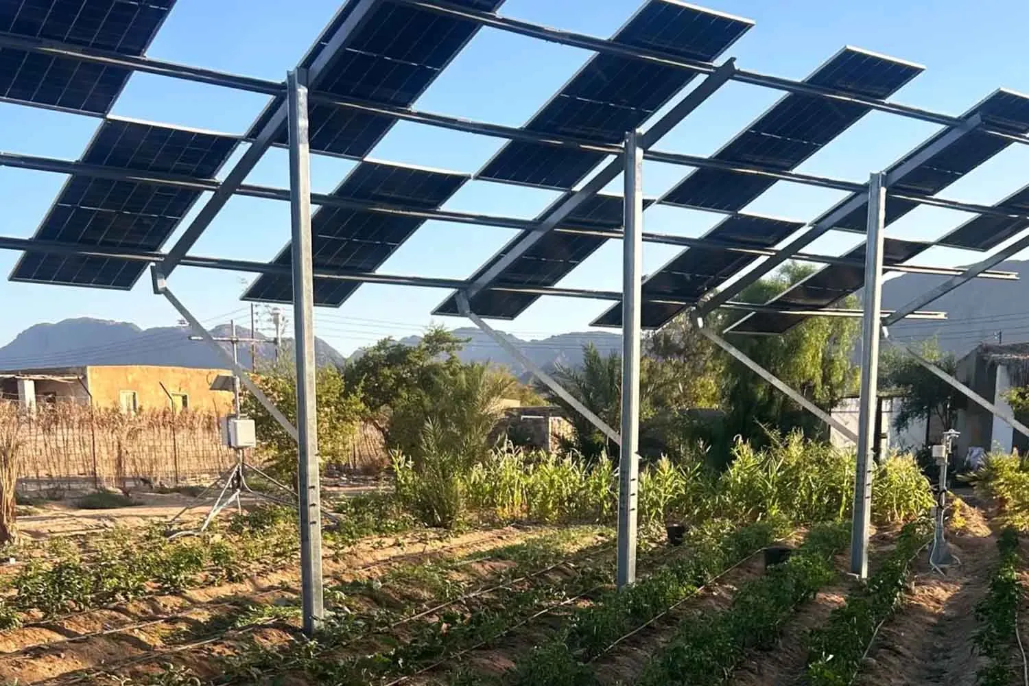 In Egitto coltivano angurie sotto i pannelli solari: così l’agrivoltaico sfida il caldo e il bisogno di elettricità