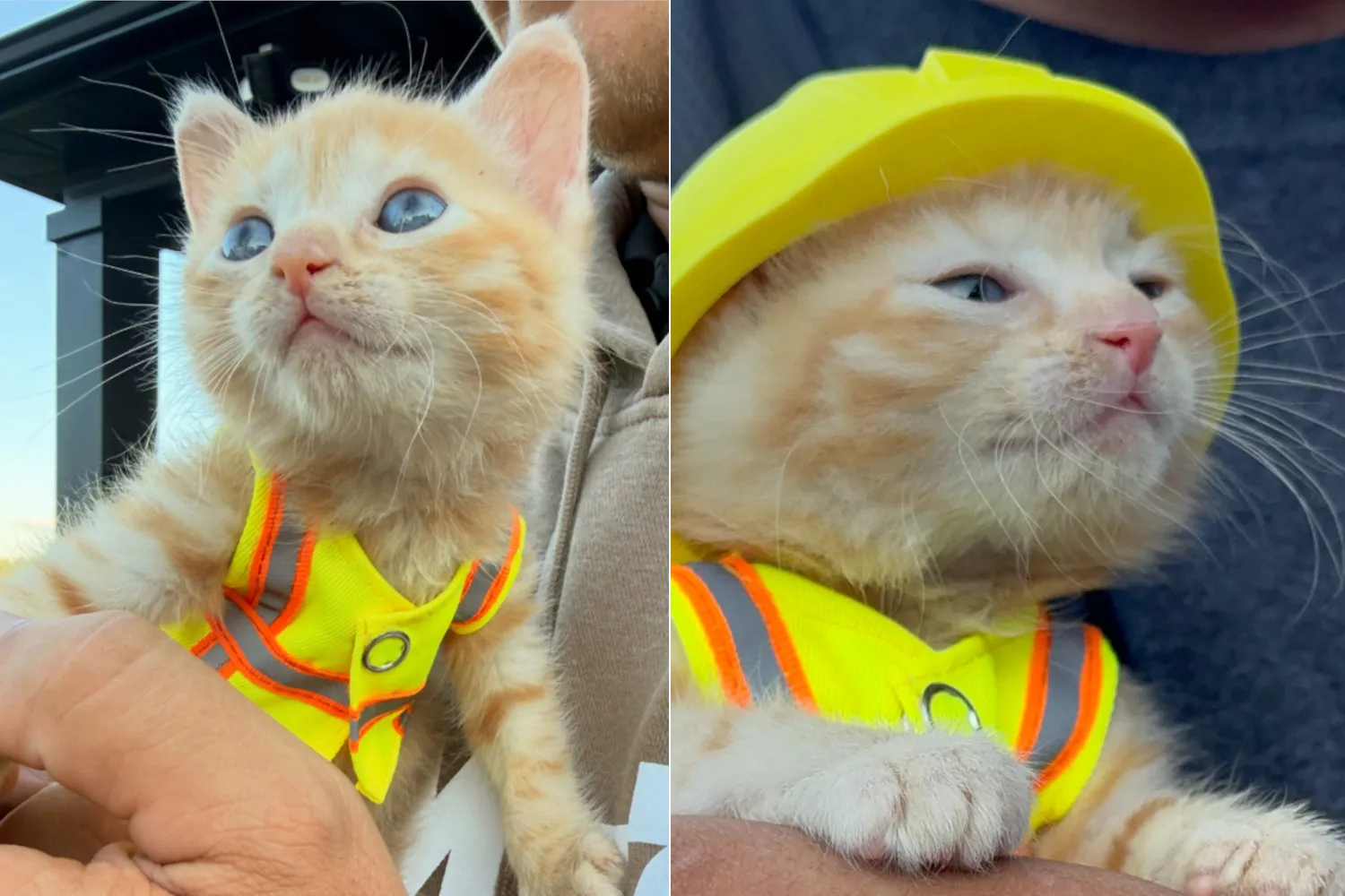 Questa adorabile gattina, trovata intrappolata in un escavatore, è diventata la mascotte di una ditta di costruzioni