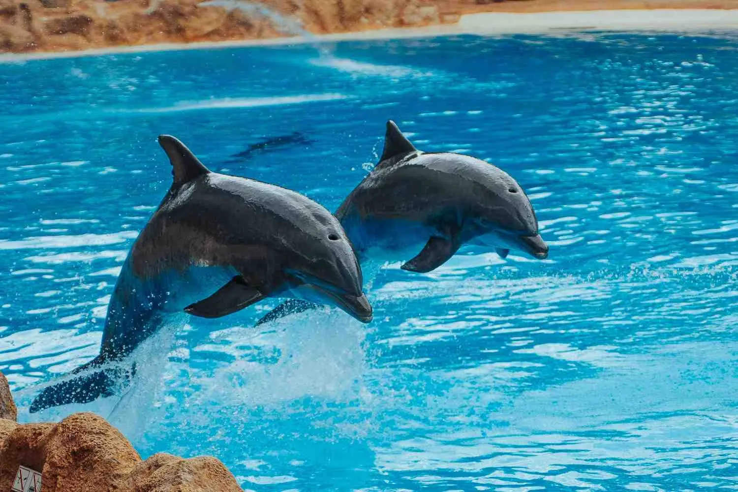 Salta il trasferimento dei delfini del Marineland in un centro di conservazione, l’odissea continua: che fine faranno?