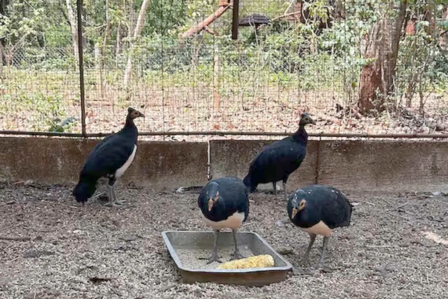 Questo rarissimo uccello che vive solo in Indonesia rischia l’estinzione per il traffico illegale di animali (alimentato anche dai social)