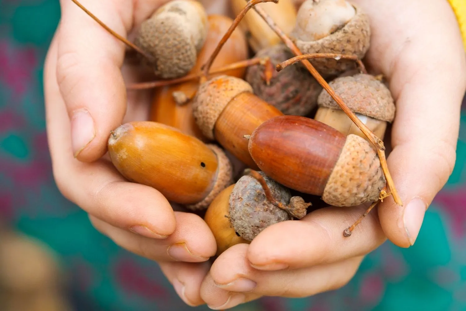 L'antico superfood ricco di antiossidanti ignorato per decenni sta tornando a far parte delle diete, ma solo se cucinate così