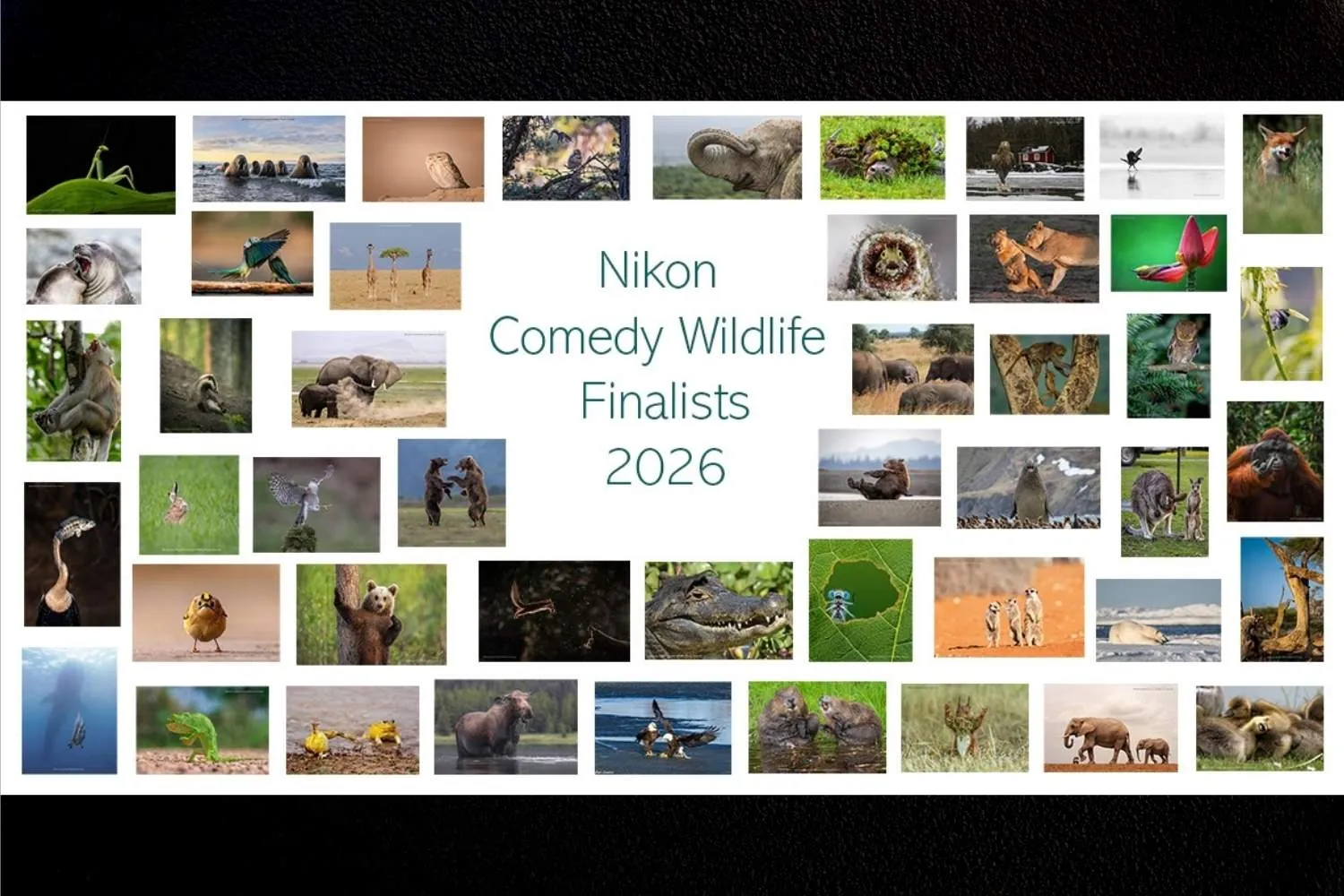 Le 18 foto di animali più divertenti, finaliste del Comedy Wildlife Awards 2026: tu quale faresti vincere?
