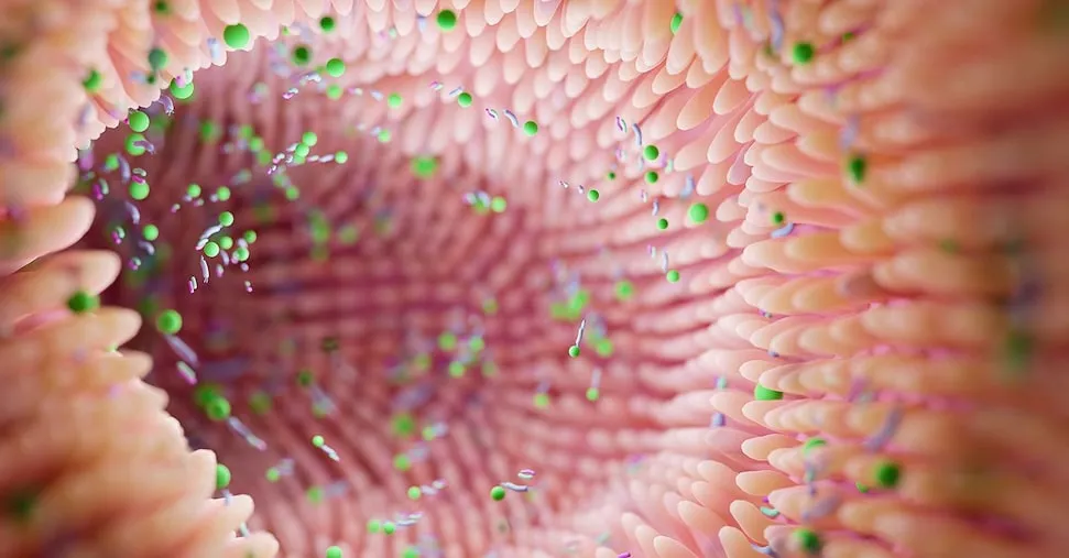 Microbioma e salute: le scelte dei primi 20 anni durano tutta la vita, ecco come cambiarle