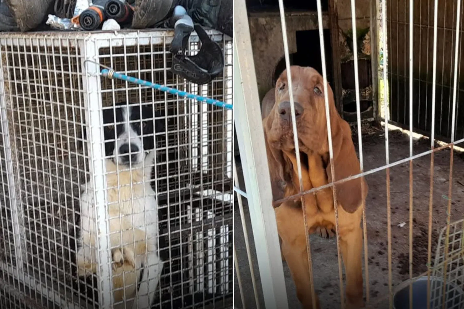 Sequestrati 30 cani in un allevamento degli orrori in Trentino: vivevano tra rifiuti e deiezioni in gabbie anguste e senza acqua