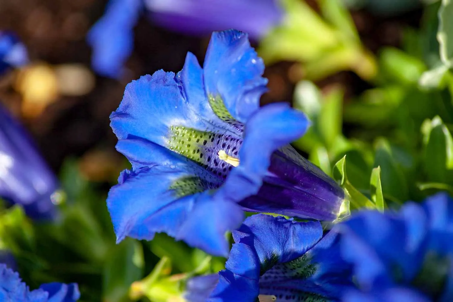 Raccoglie centinaia di genziane nel Parco del Monviso: multa da oltre 600 euro e fiori sequestrati