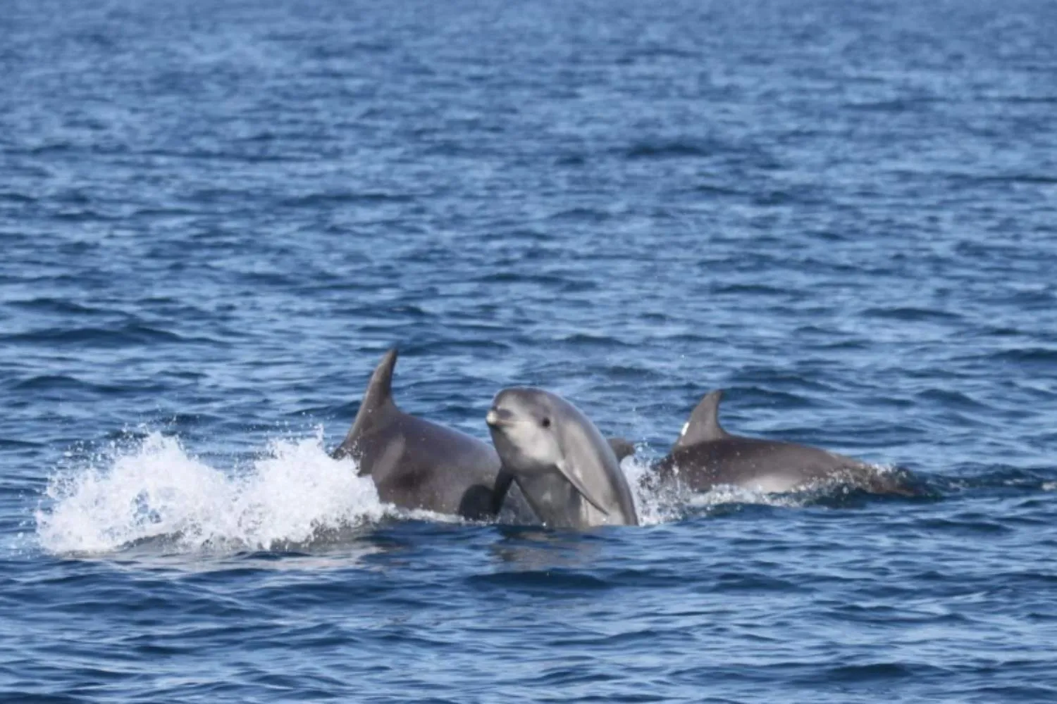 I delfini scelgono il mare di Ostia per riprodursi: oltre 400 esemplari popolano le Secche di Tor Paterno (e le immagini sono emozionanti)