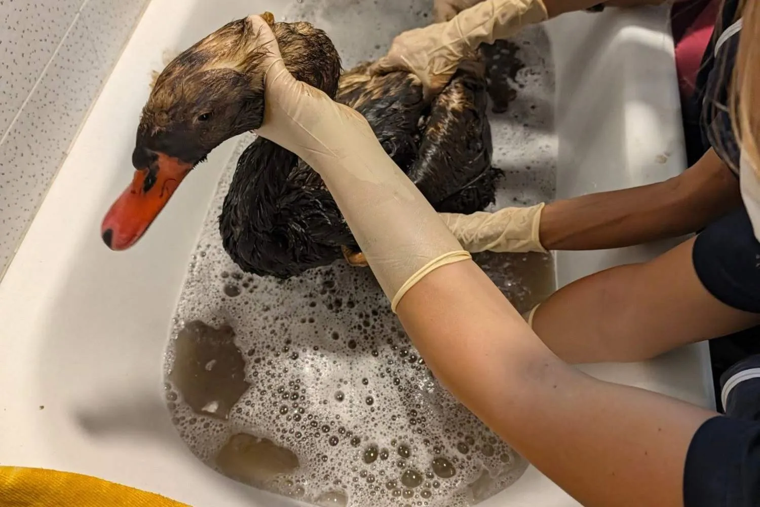 Con le piume ricoperte di nero e incapace di volare: il cigno salvato dallo sversamento di idrocarburi nel Naviglio Grande lotta per la vita