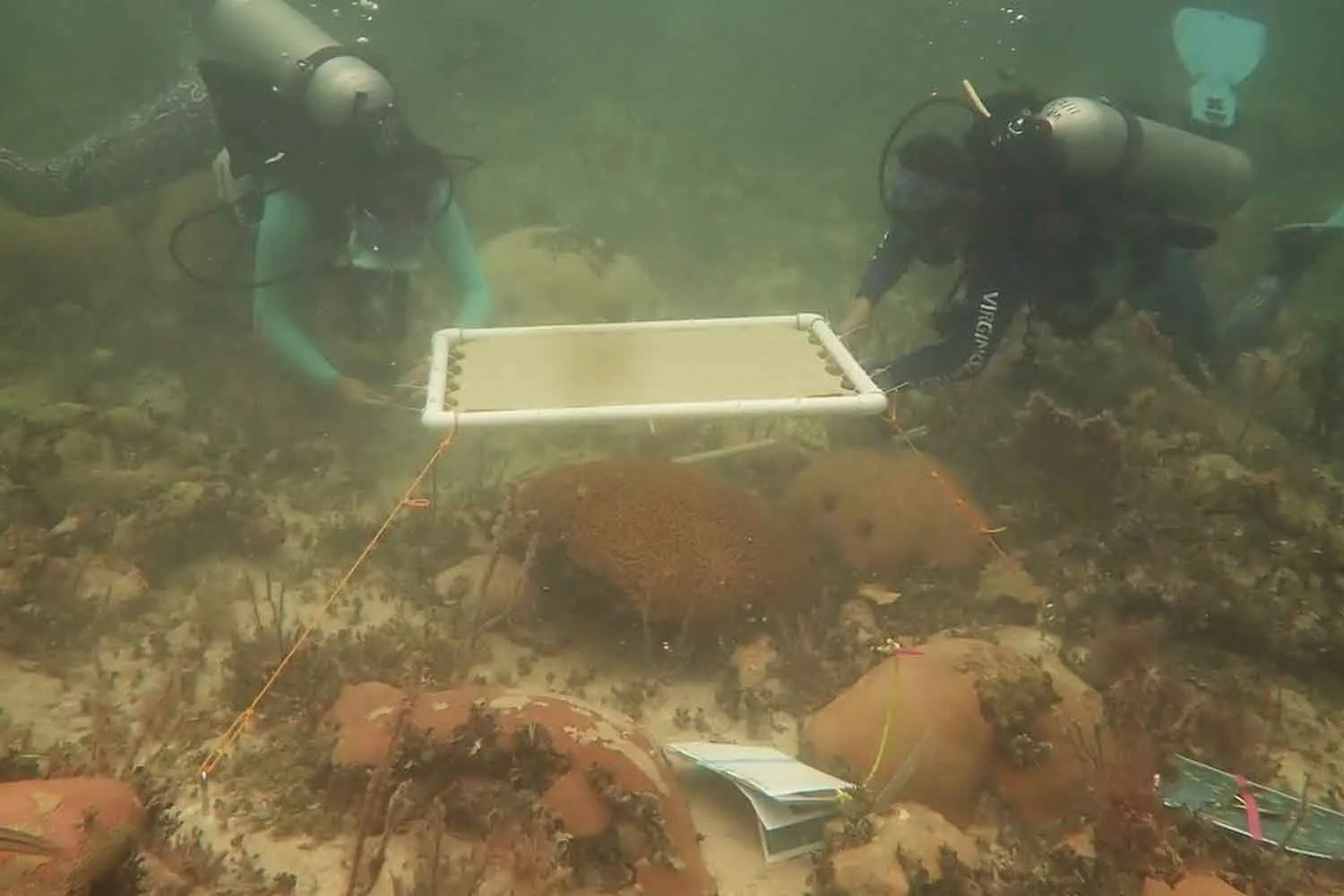 Così 20 ombrelloni sott’acqua hanno protetto i coralli della Florida dallo sbiancamento durante il caldo estremo