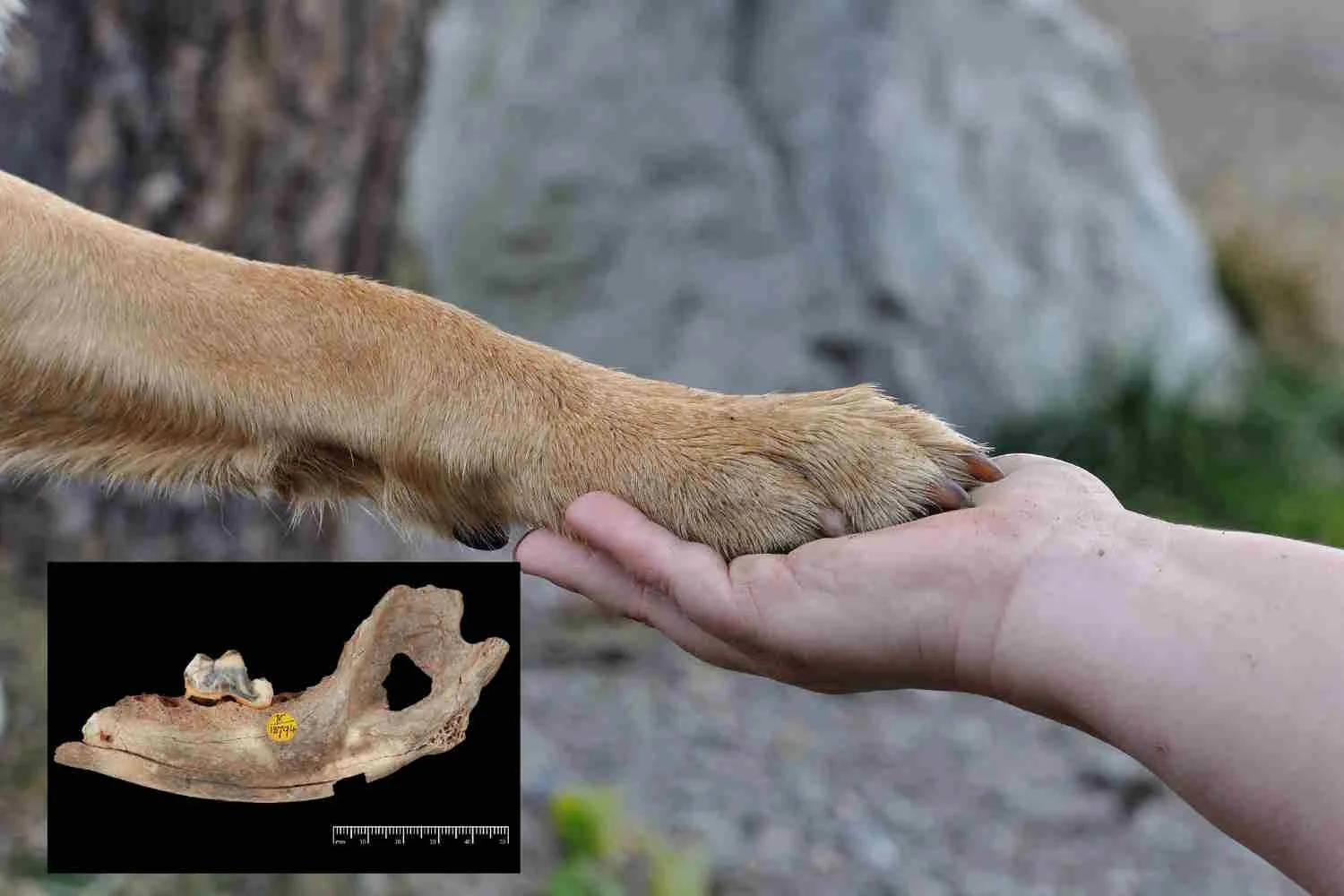 Quando è nata l'amicizia tra cani ed esseri umani? Molto prima di quanto creduto finora