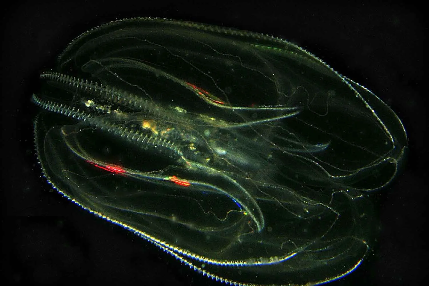Così il "cannibale del mare" ha conquistato il Baltico e sta mettendo a rischio le specie autoctone