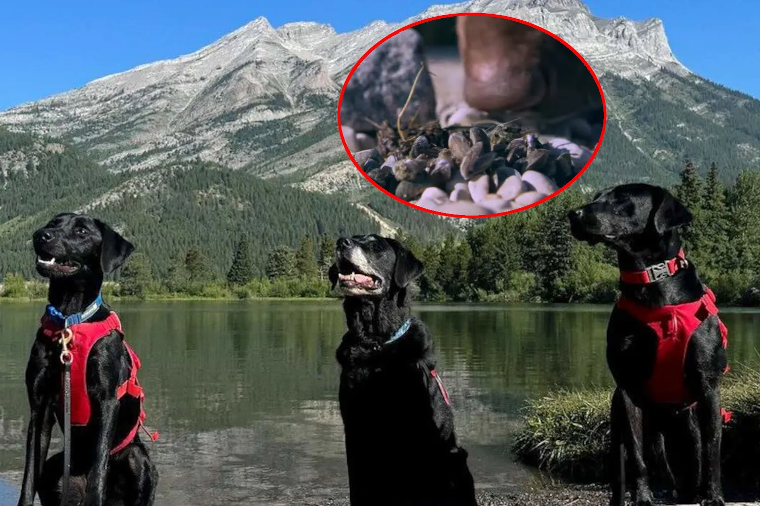 Questi 3 cani da fiuto sono stati assunti per scovare le cozze invasive, proteggendo fiumi e laghi canadesi dalla loro proliferazione
