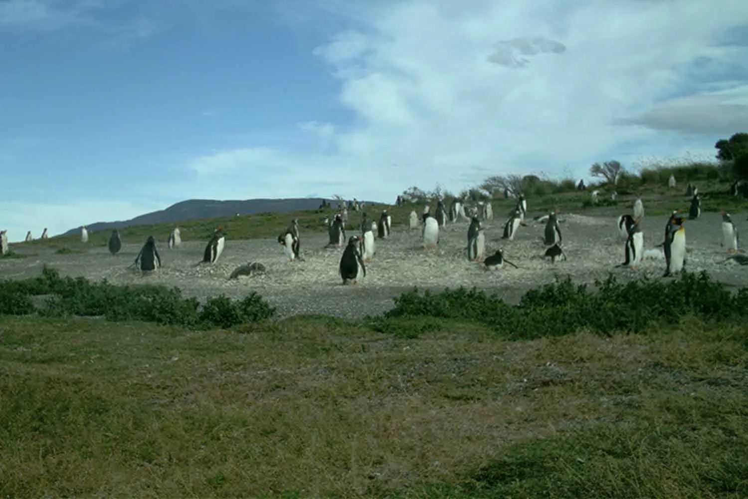 Lo spettacolare sbarco di una colonia di pinguini papua in questa isola della Terra del fuoco continua a sorprendere