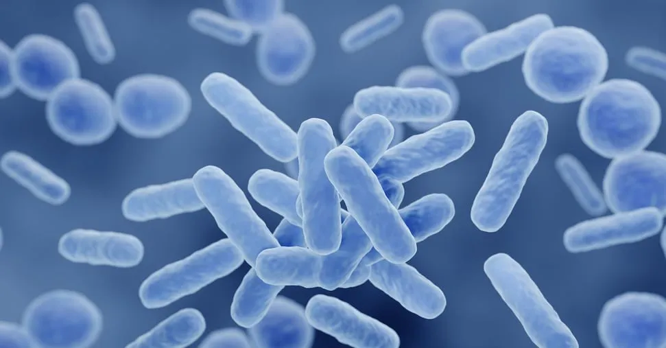 Microbiota «specchio» delle malattie killer: perché serve un dietrofront sui cibi processati