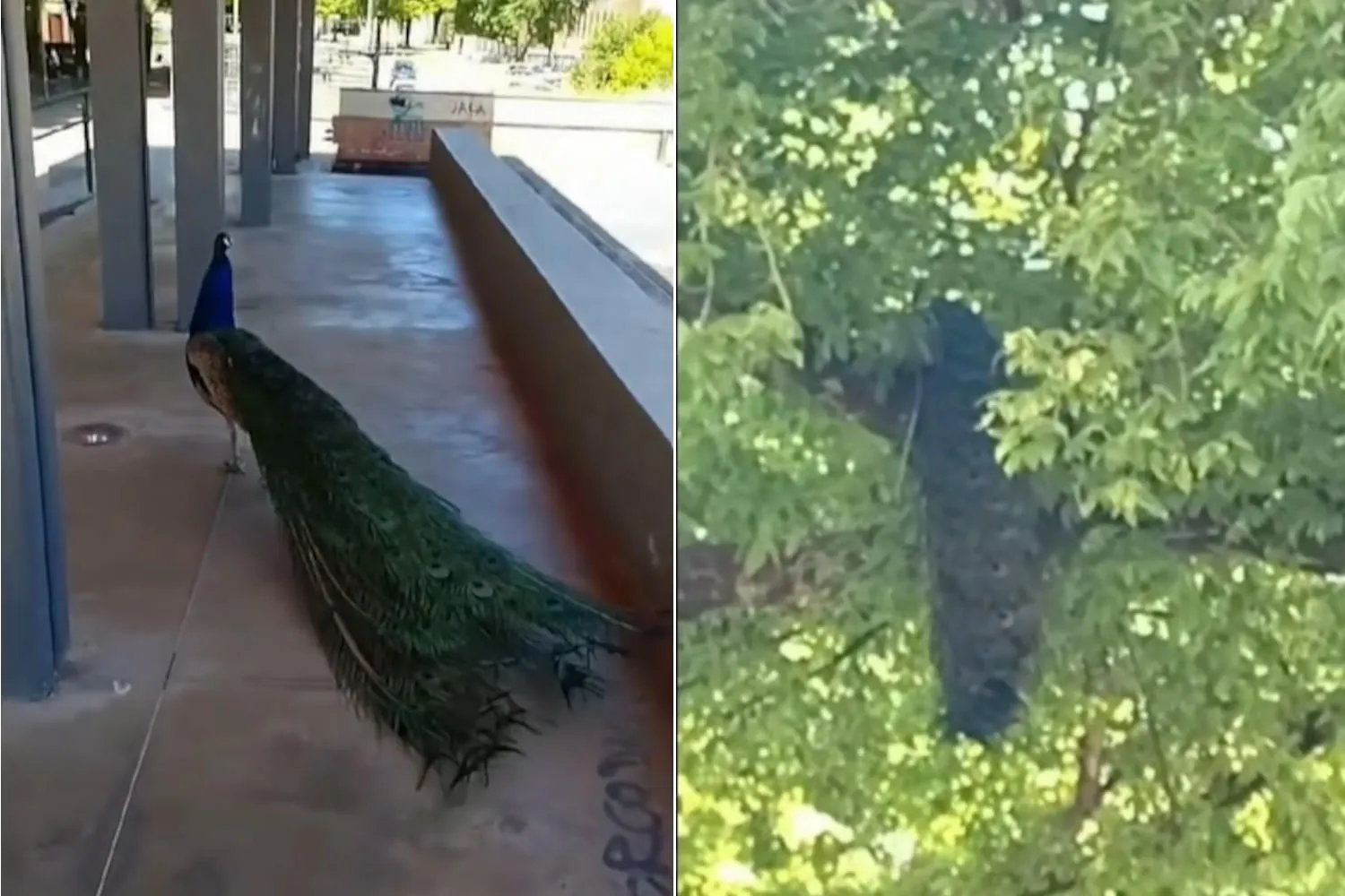Non solo Punta Marina: i pavoni sono diventati la mascotte di questo borgo emiliano (e attraversano perfino sulle strisce)