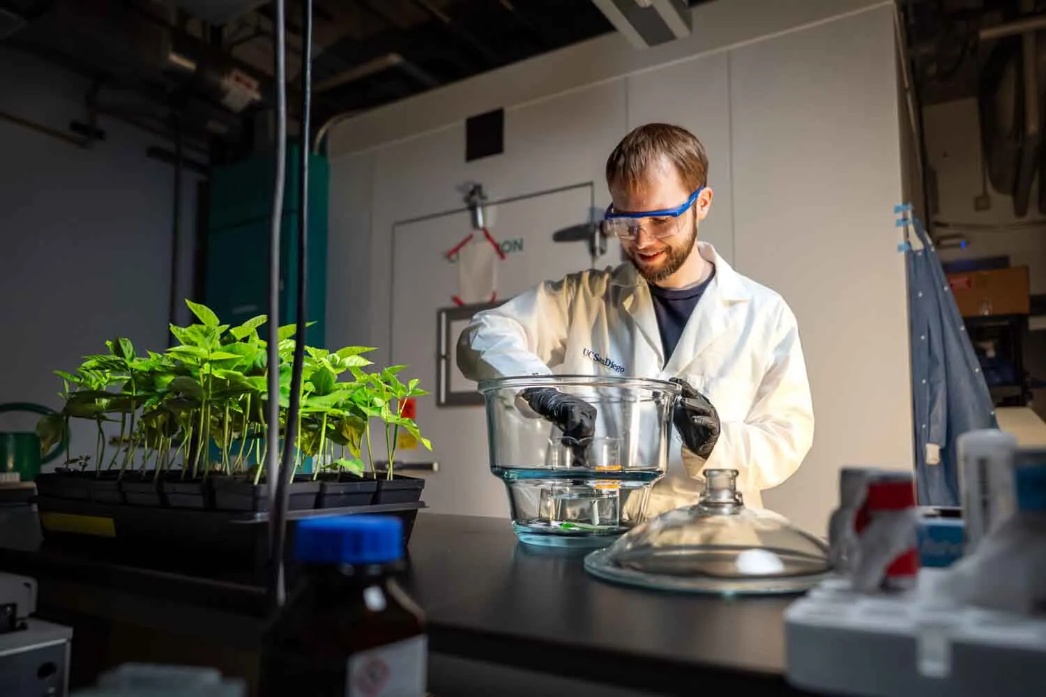 Gli scienziati hanno fatto in modo che questa lattuga producesse una proteina della carne potrebbe rivoluzionare i burger vegetali