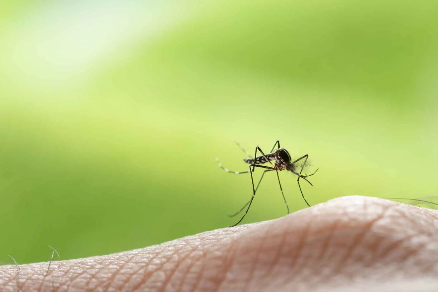 Sei una calamita per le zanzare? Non c'entra il "sangue dolce": ecco perché alcune persone vengono prese di mira più di altre
