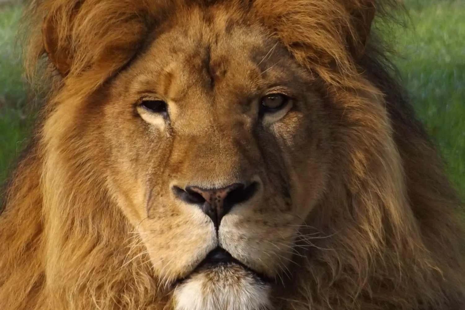 Addio a Clarence: è morto a 19 anni il leone del Wingham Wildlife Park salvato da un circo nel 2012