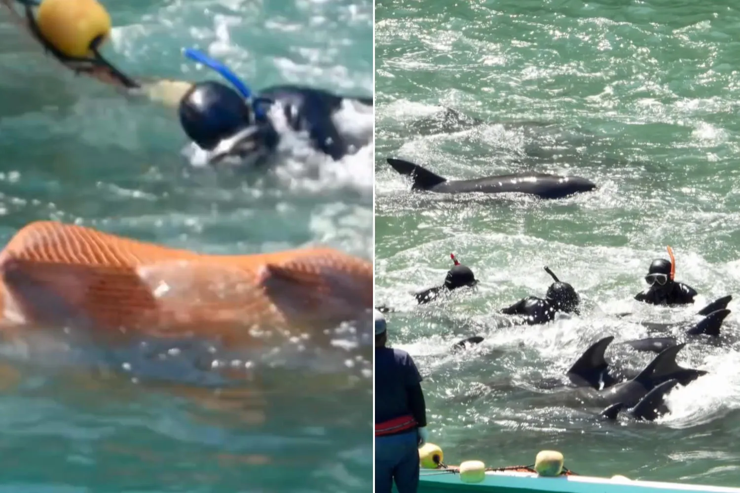 È iniziata la crudele caccia ai delfini nella baia di Taiji: le acque del Giappone tornano a macchiarsi di sangue