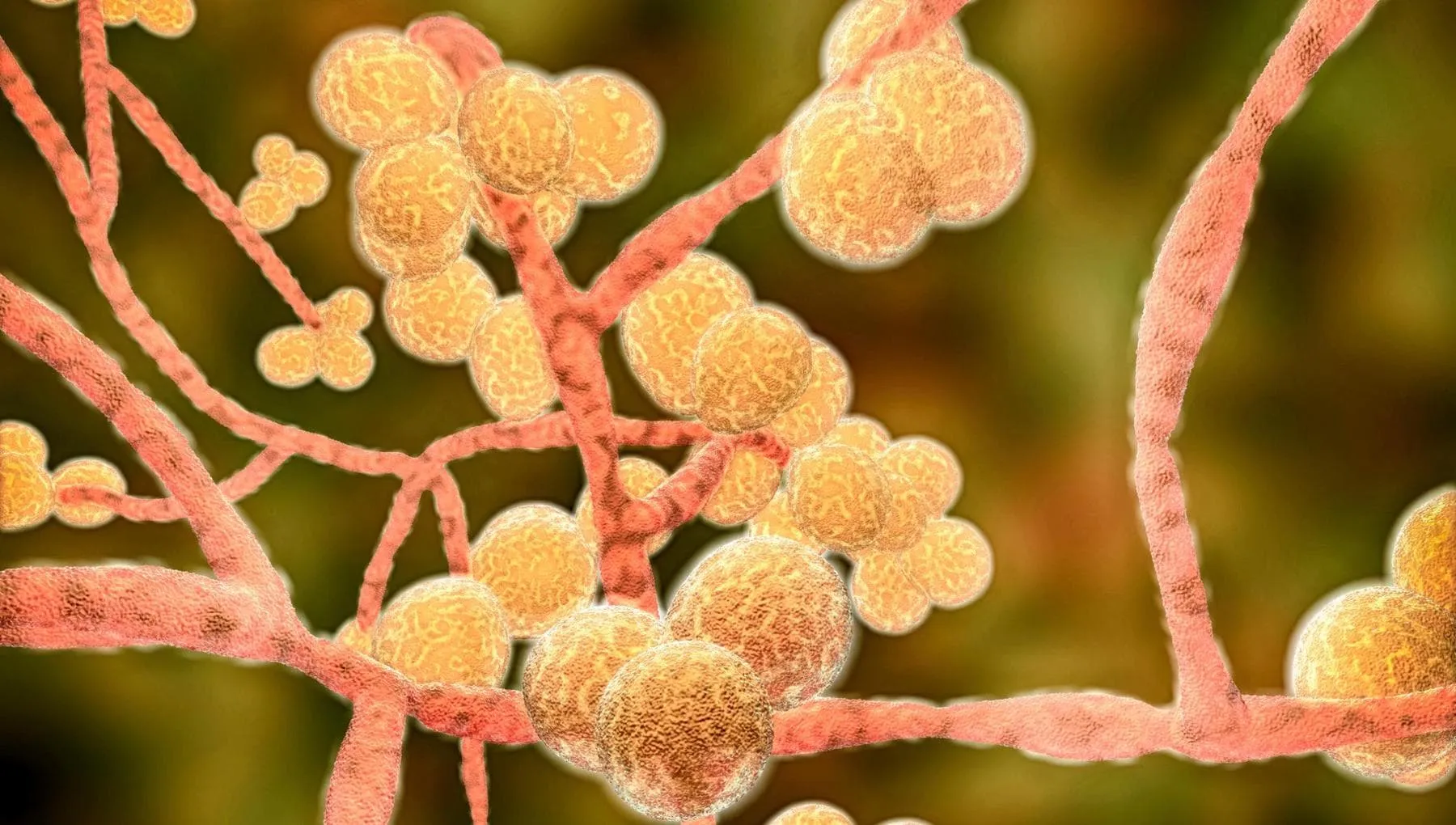 Non solo virus e batteri, adesso i pericoli arrivano (anche) dai funghi