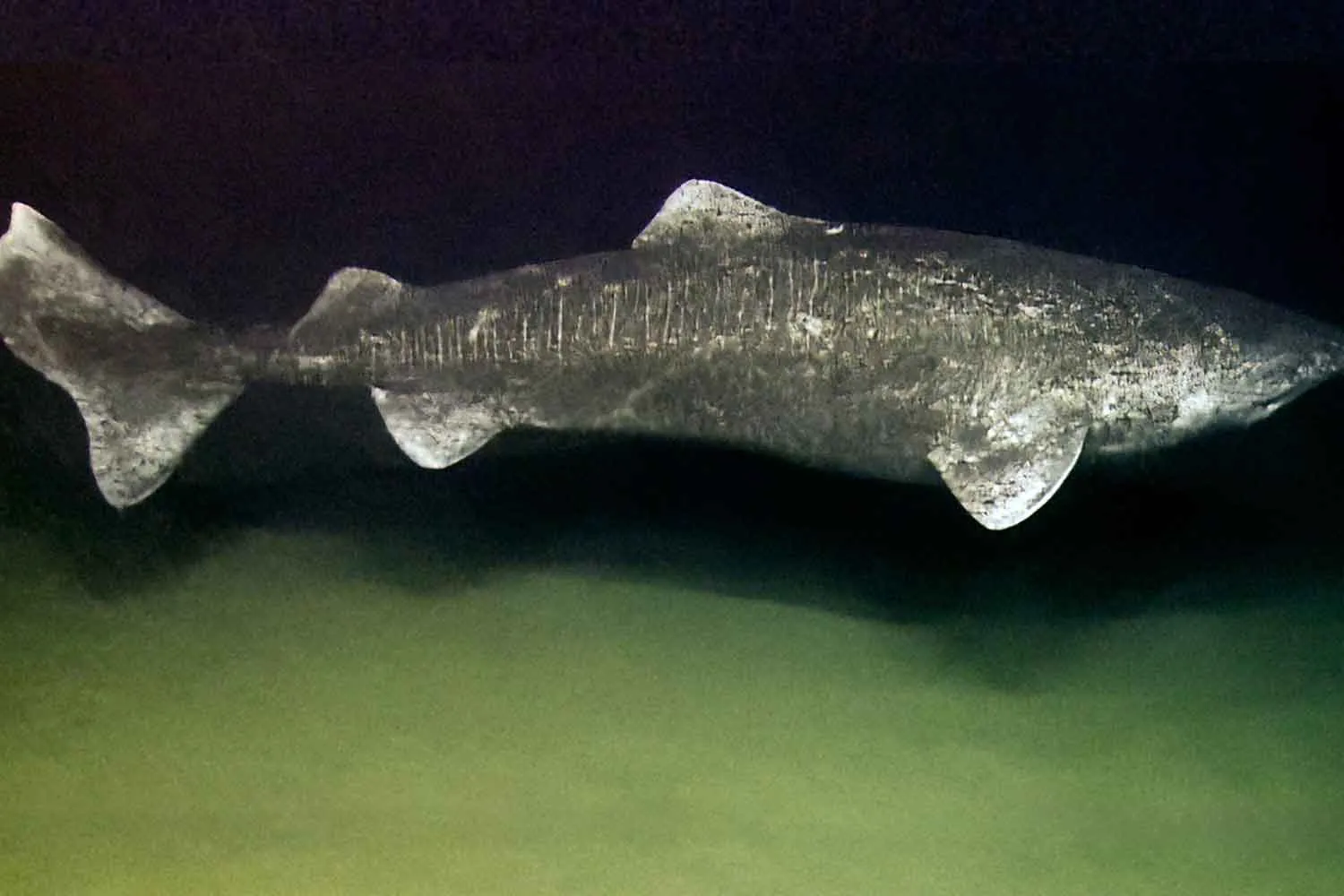 Morto uno degli animali più longevi del Pianeta: cosa ci racconta lo squalo di quasi 200 anni trovato in Irlanda