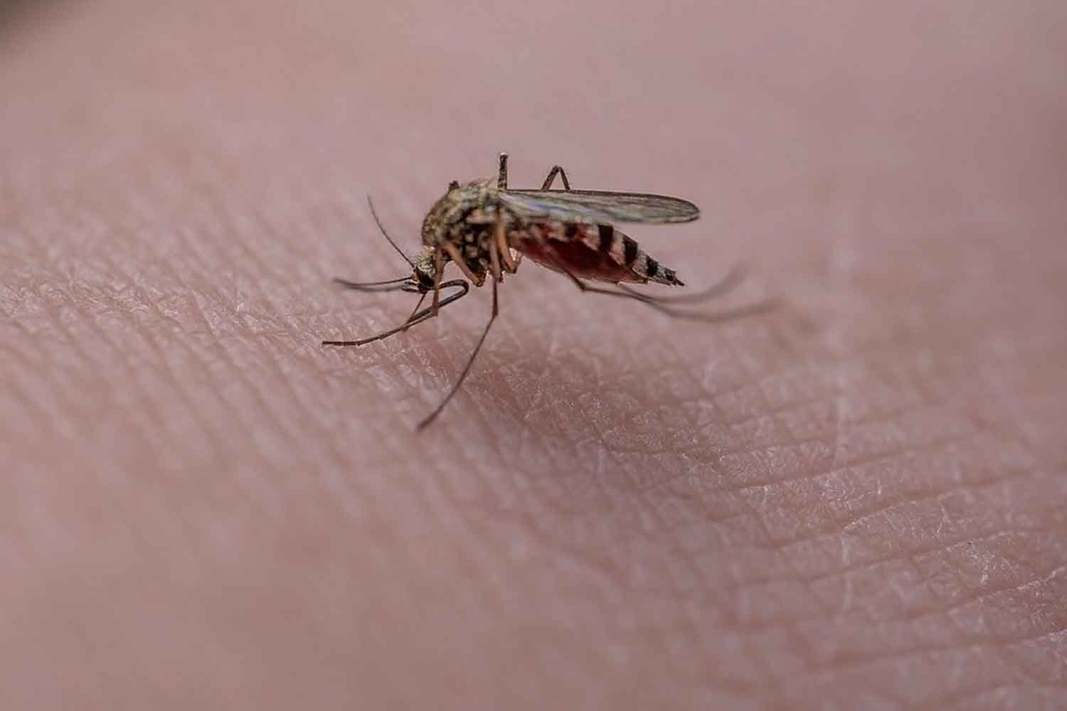 Quando le zanzare hanno iniziato a pungere gli esseri umani? Lo svela un'analisi del DNA