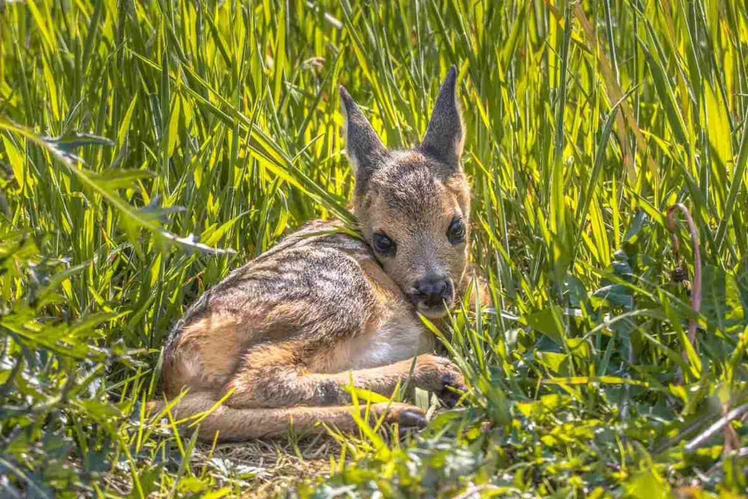 Droni e mille volontari uniti per salvare i cuccioli di capriolo durante lo sfalcio dei prati: maxi mobilitazione in Alto Adige