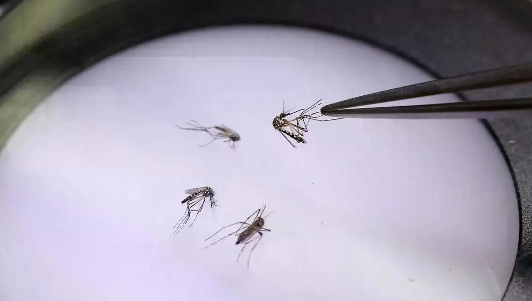 Dengue, record di casi in Italia. Il decalogo per contrastare il virus