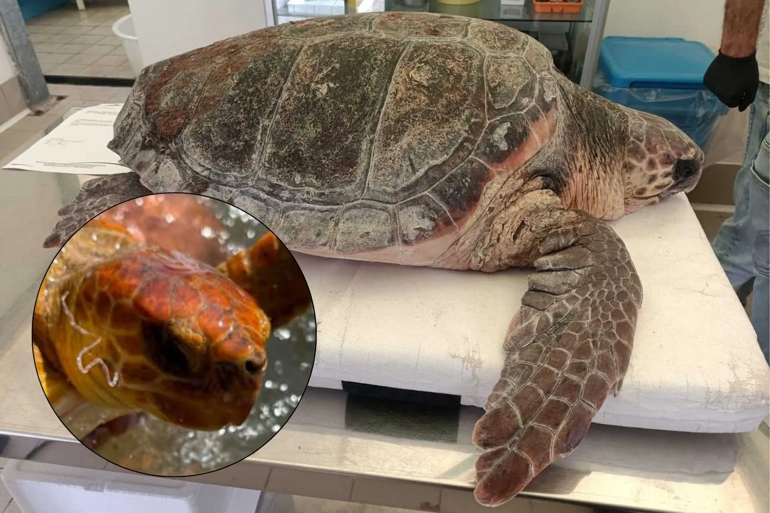Tartaruga marina legata a una tanica con un amo conficcato in bocca, salvata tempestivamente in una spiaggia vicino a Roma