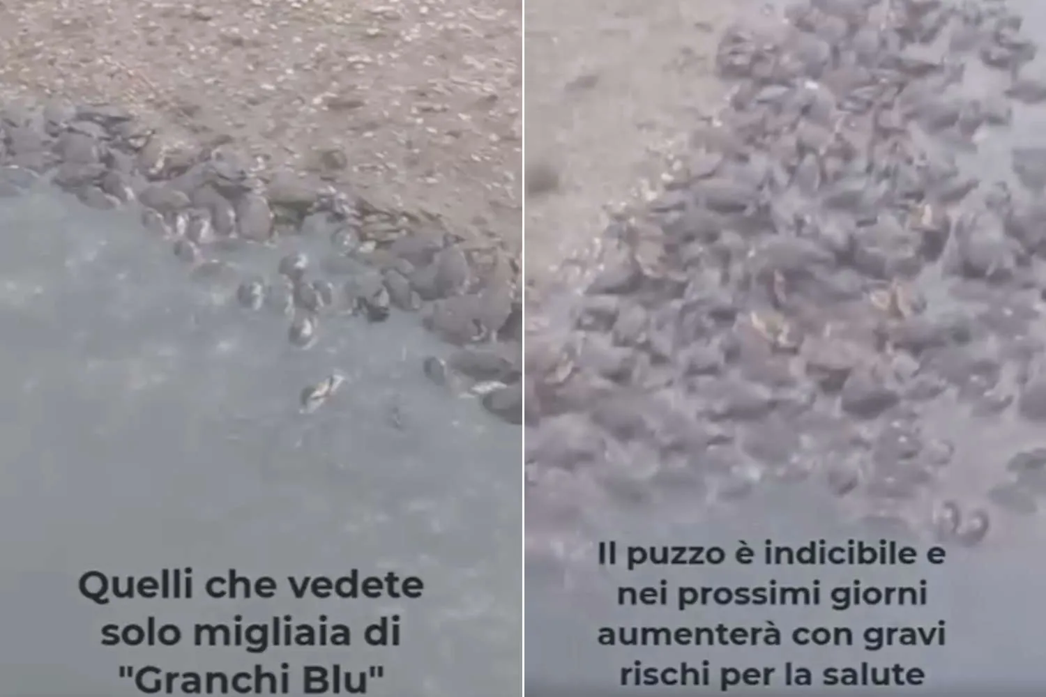 Disastro ecologico al lago di Fogliano: migliaia di granchi blu morti per mancanza di ossigeno (e presto potrebbe toccare ai pesci)