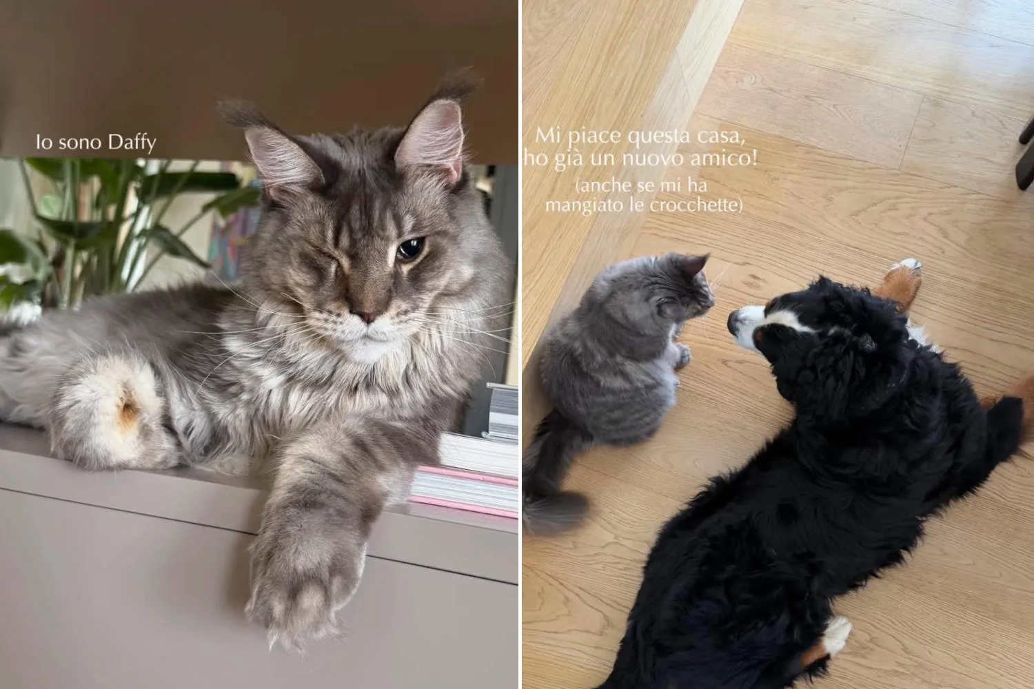 Paola Turani adotta Daffy, un gatto adulto con un occhio chiuso per un incidente (e gli regala una seconda vita)