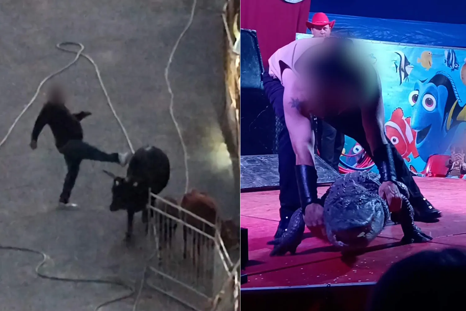 Animali picchiati, sfruttamento e violenze (anche sui lavoratori): il retroscena dei circhi svelato dalla più grande inchiesta italiana