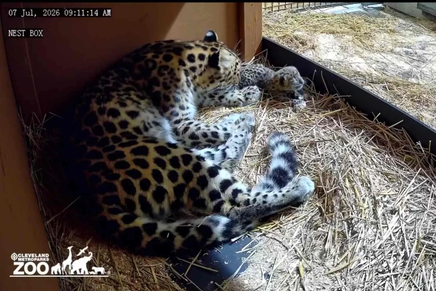 Allo zoo di Cleveland è nato un adorabile leopardo dell'Amur, uno dei felini più rari del pianeta (ma è già condannato)
