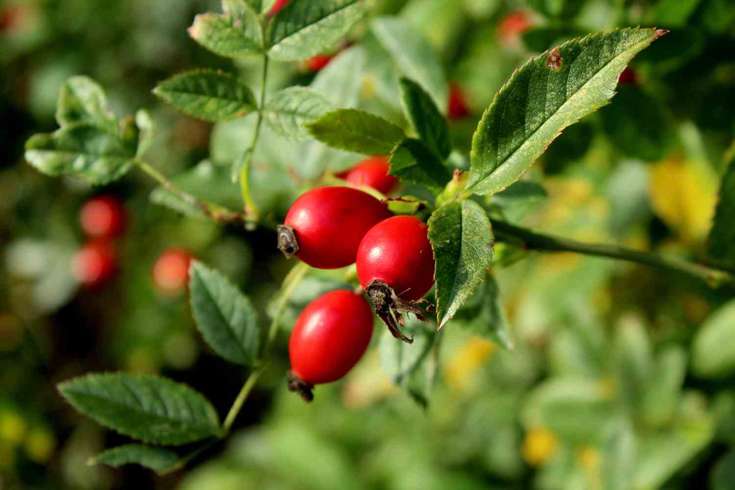 Grattaculi: perché le bacche della rosa canina si chiamano così (e cosa succede se le mangi nel modo sbagliato)