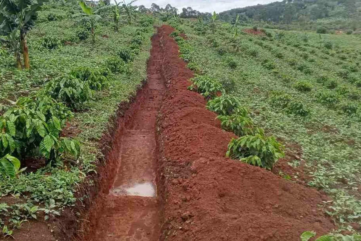 Come i coltivatori di caffè ugandesi stanno sfidando la siccità grazie all'agricoltura rigenerativa