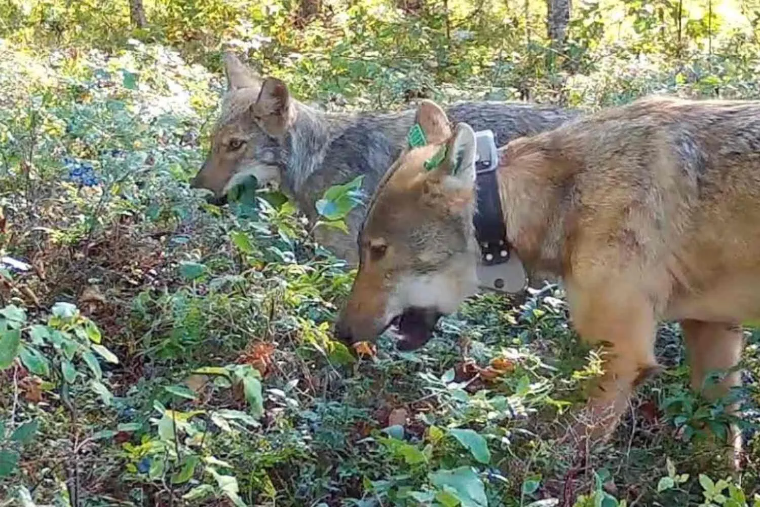 Altro che da abbattere! I lupi aiutano le piante di mirtilli a germogliare prima e a diffondersi (contribuendo alla biodiversità)