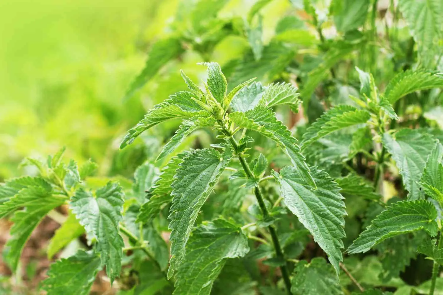 Come rimuovere l'ortica dalla tua fioriera, e dal giardino, in modo naturale e 5 modi per riutilizzarla