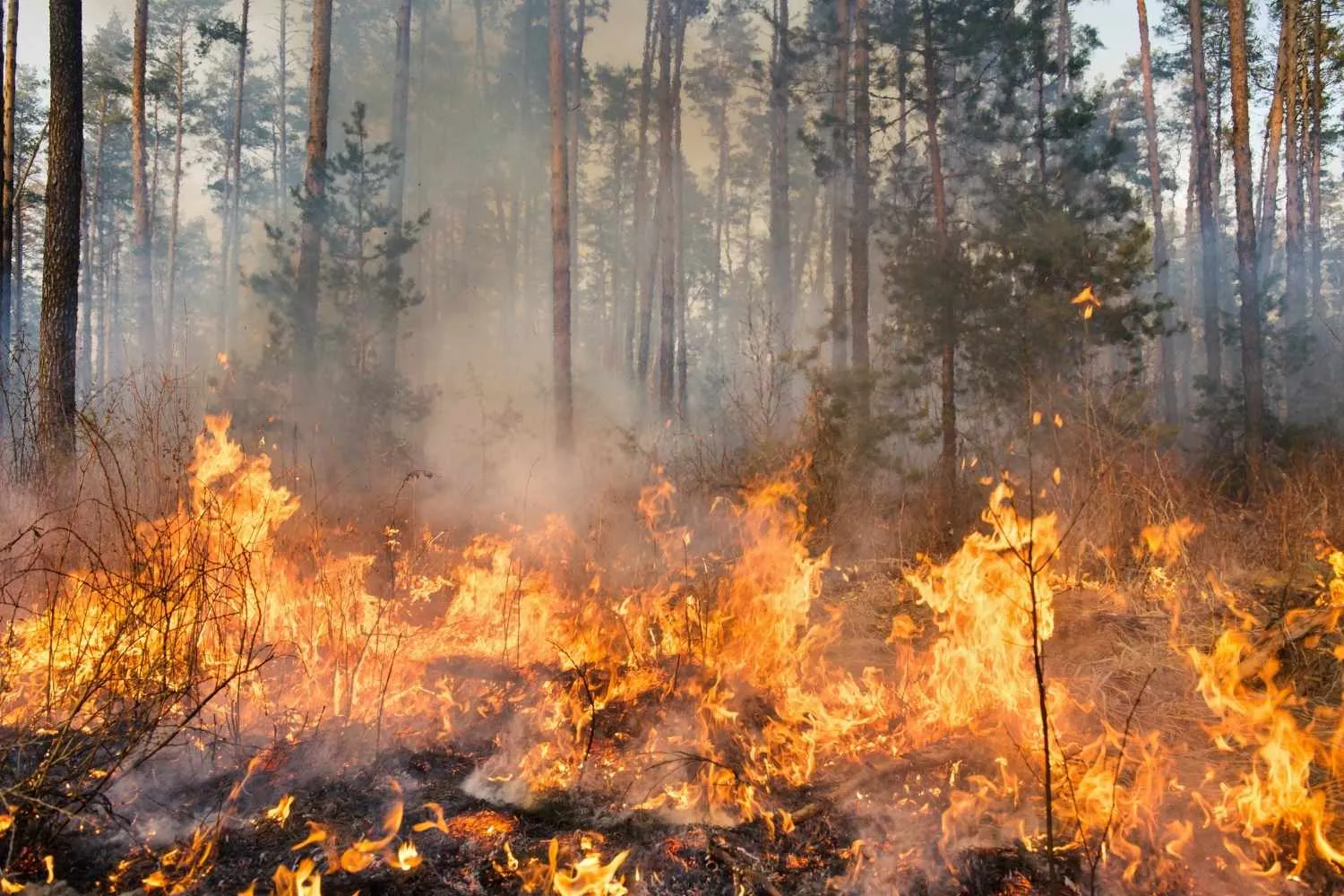 Incendi boschivi, i numeri da chiamare e le regole per mettersi in salvo