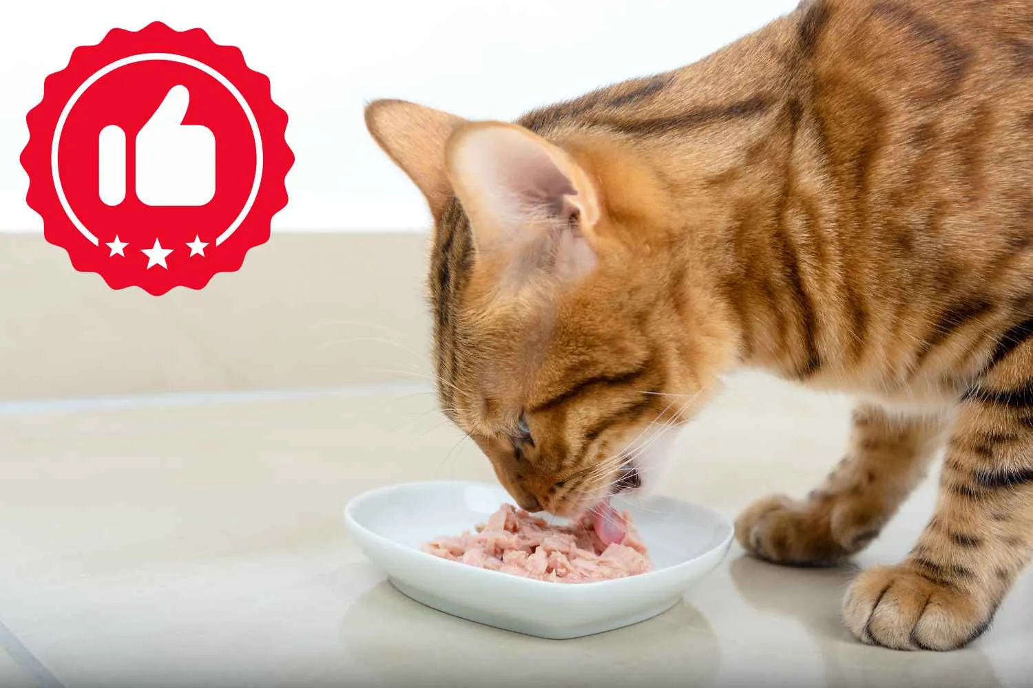 Cibo umido per gatti: le migliori mousse che puoi comprare al supermercato (al primo posto non c'è Kit Kat)