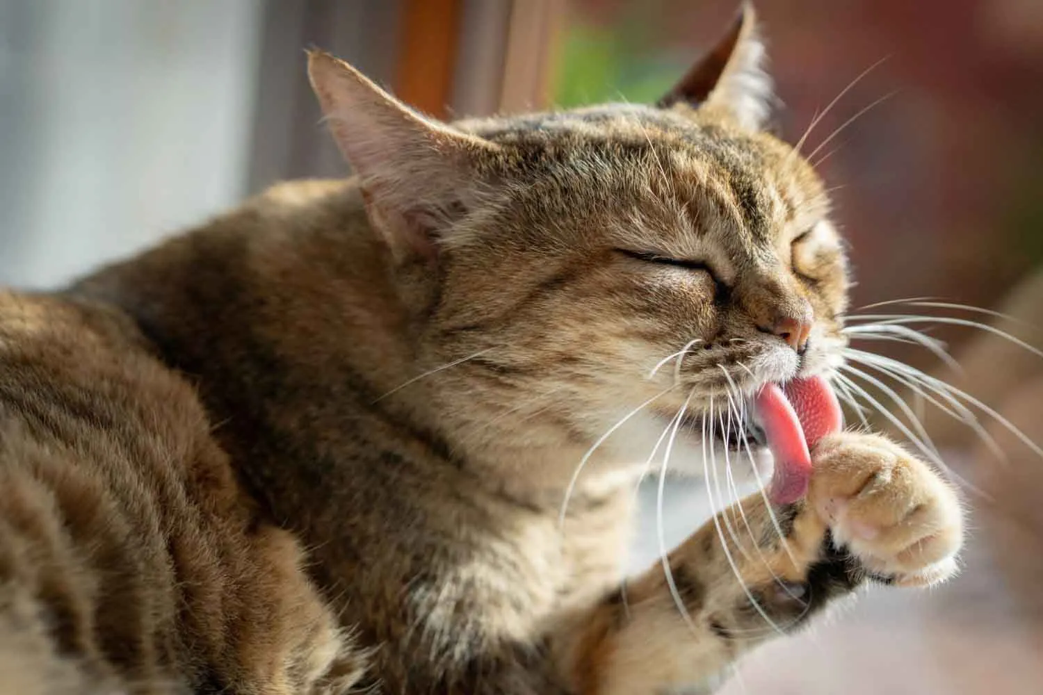 Perché i gatti si leccano seguendo sempre movimenti diversi? Studio cerca di decifrare la loro toelettatura