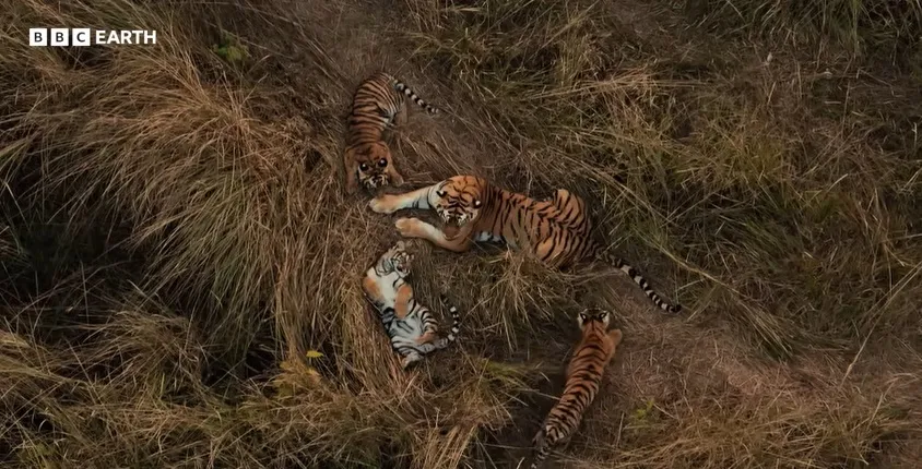 Che meraviglia! Una tigre fa da baby-sitter ai cuccioli di un’altra femmina: gli scienziati hanno documentato una scena mai vista prima, che accende molti interrogativi