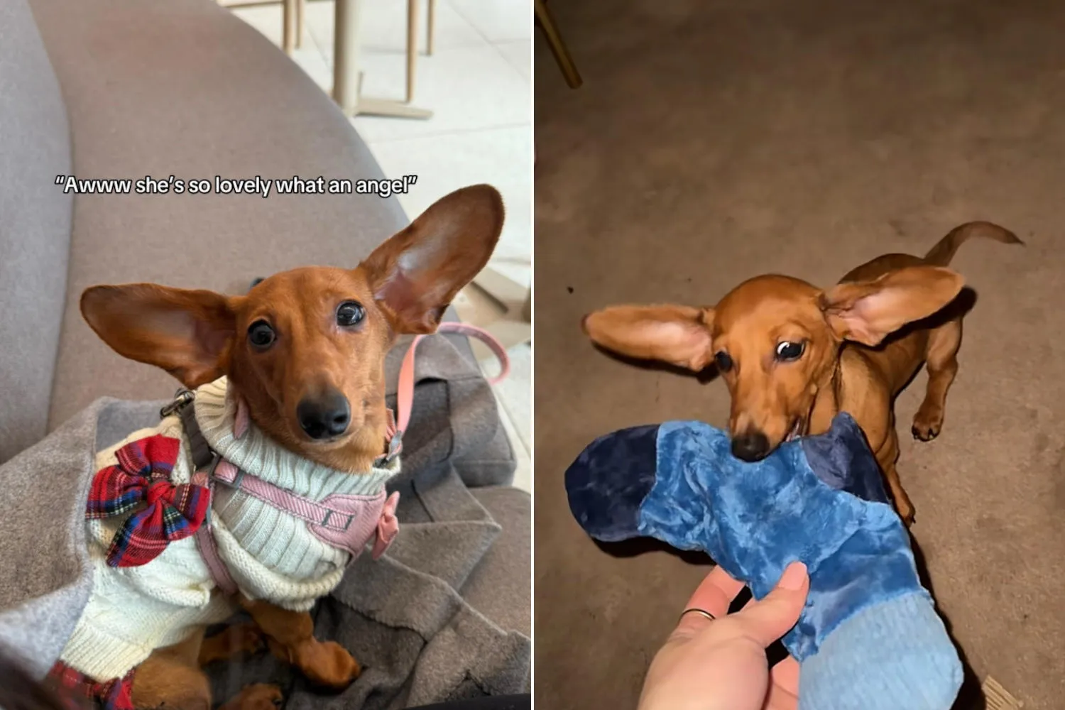 Tutti pazzi per Pumpkin, l'adorabile bassotta con le orecchie XXL: “sembra Dobby di Harry Potter”