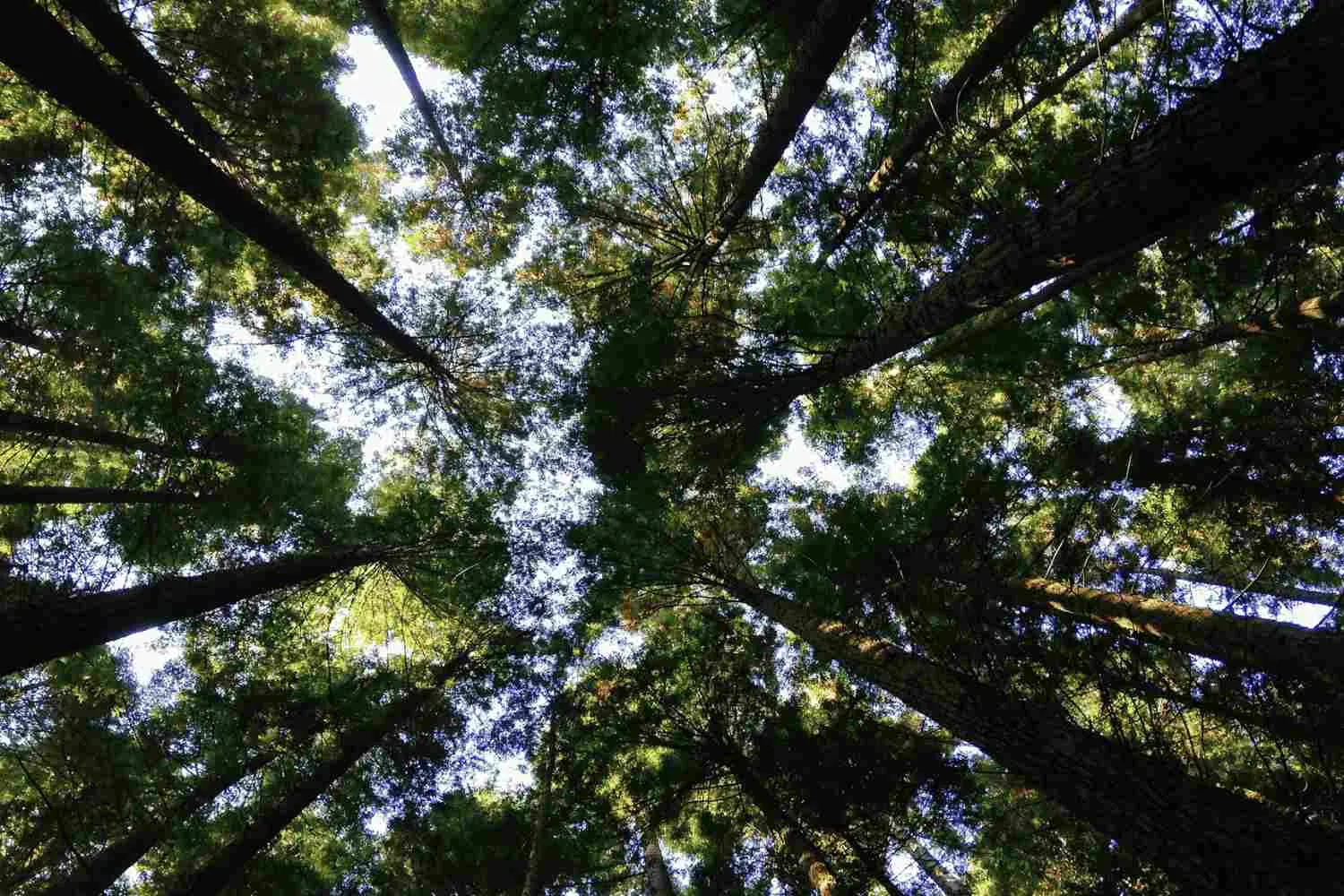 "Distruggere la natura è peccato contro il Creato": Papa Leone XIV trasforma l'ecologia in un atto di responsabilità morale