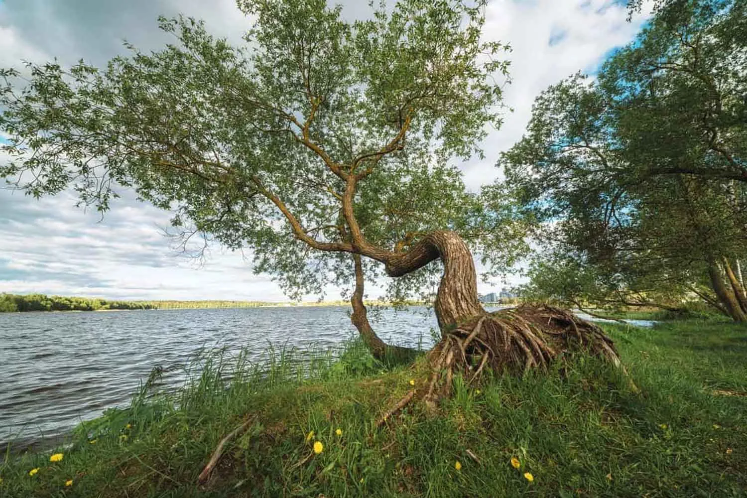 Meravigliosi alberi! Quando crescono storti sviluppano un legno speciale per raddrizzarsi