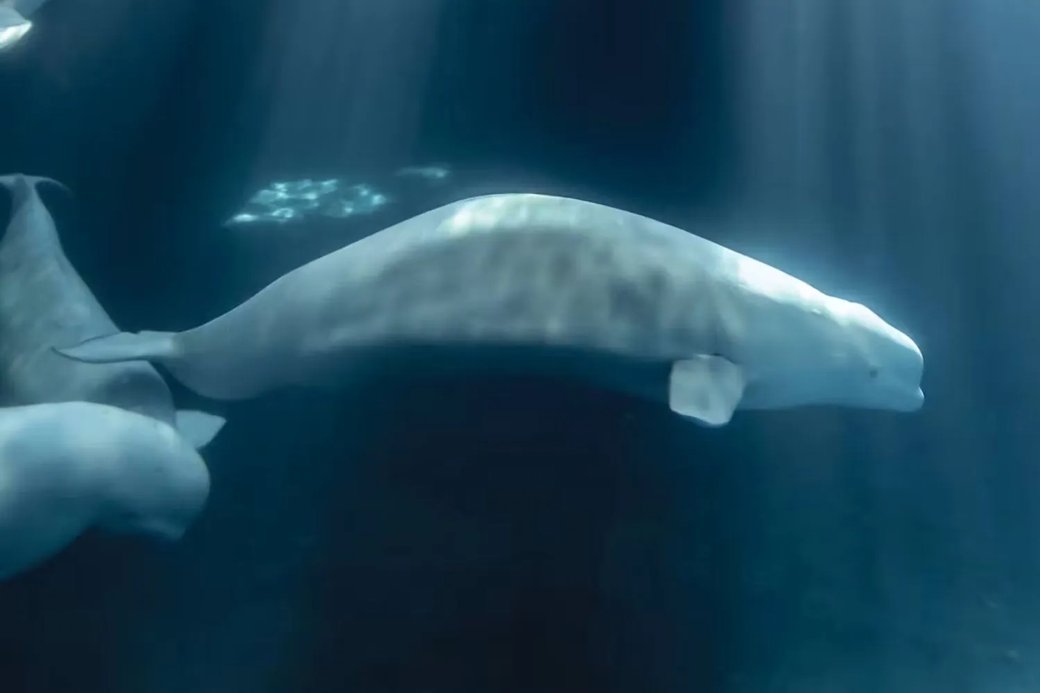 La morte della beluga Peekachu, dopo il trasferimento dal Marineland, ci mostra tutta la disumanità di un’esistenza in vasca