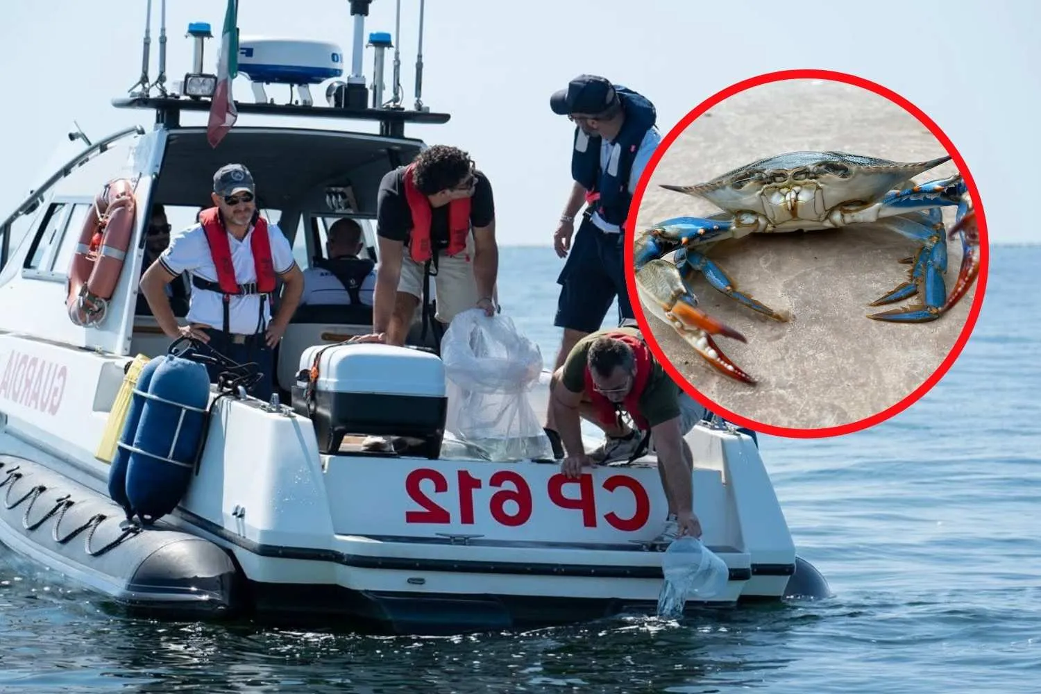 Migliaia di polpi allevati stanno per essere liberati nell’Adriatico per contrastare l’invasione del granchio blu