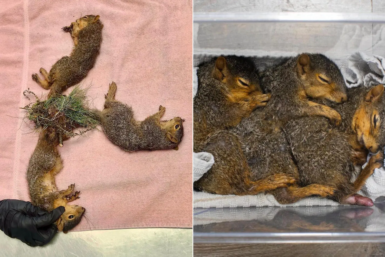 Tre cuccioli di scoiattolo con le code annodate tra loro, rarissimo caso in natura: per salvarli è stata necessaria l’amputazione