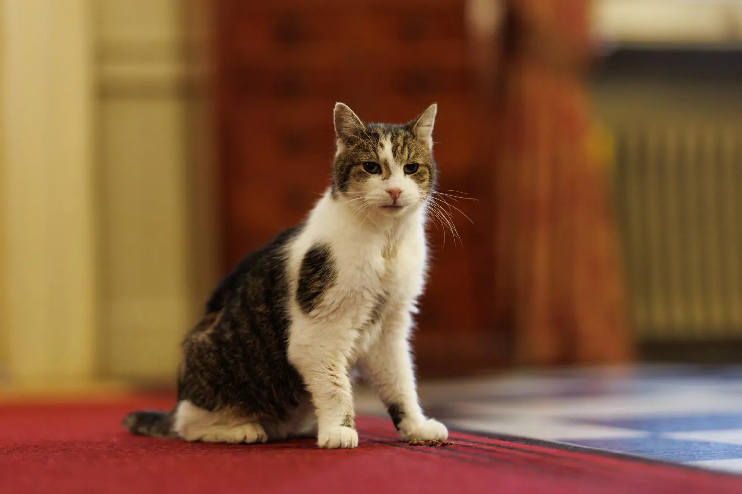 L'iconico gatto Larry torna a Downing Street dopo un’operazione chirurgica: a 19 anni ha visto succedersi ben 7 premier