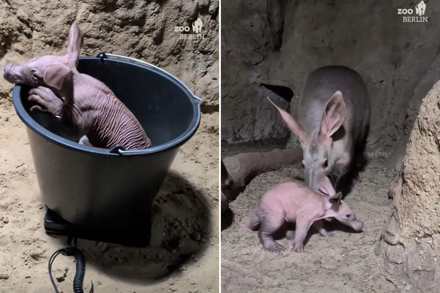 Nato un dolcissimo cucciolo di oritteropo allo Zoo di Berlino, ma vivrà per sempre lontano dal suo habitat