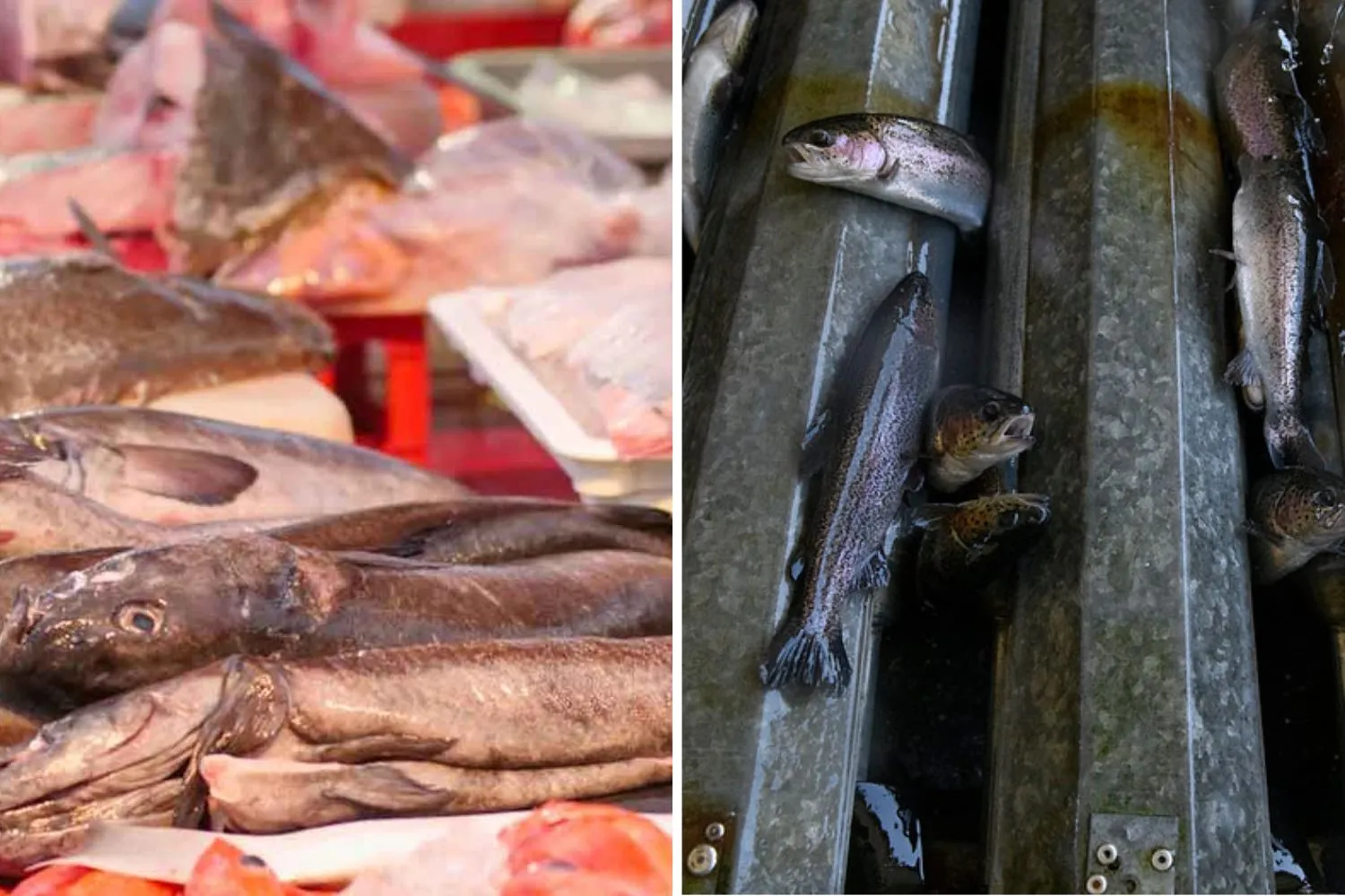 Il retrogusto amaro del pesce che porti a tavola: cosa si nasconde dietro orate, spigole e salmoni