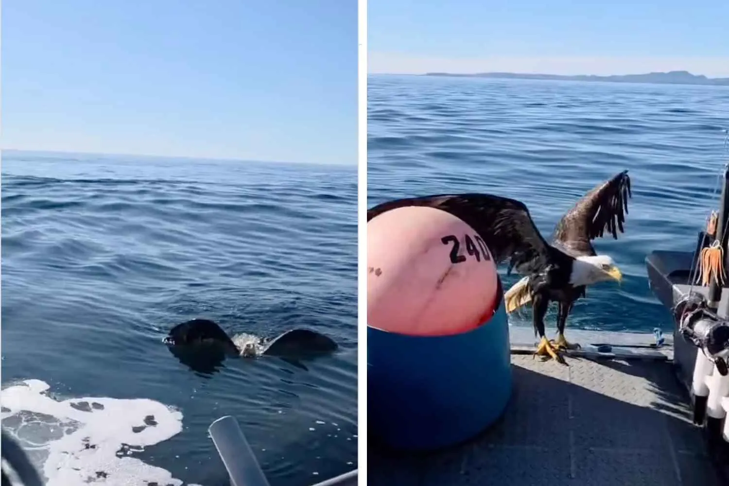 Aquila esausta in mezzo al mare sale su una barca: il salvataggio è emozionante